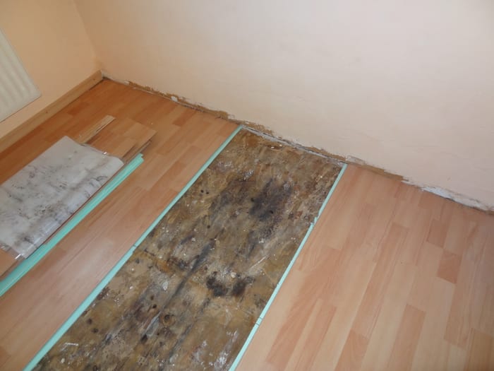 Nahaufnahme des Echten Hausschwamms am Holz