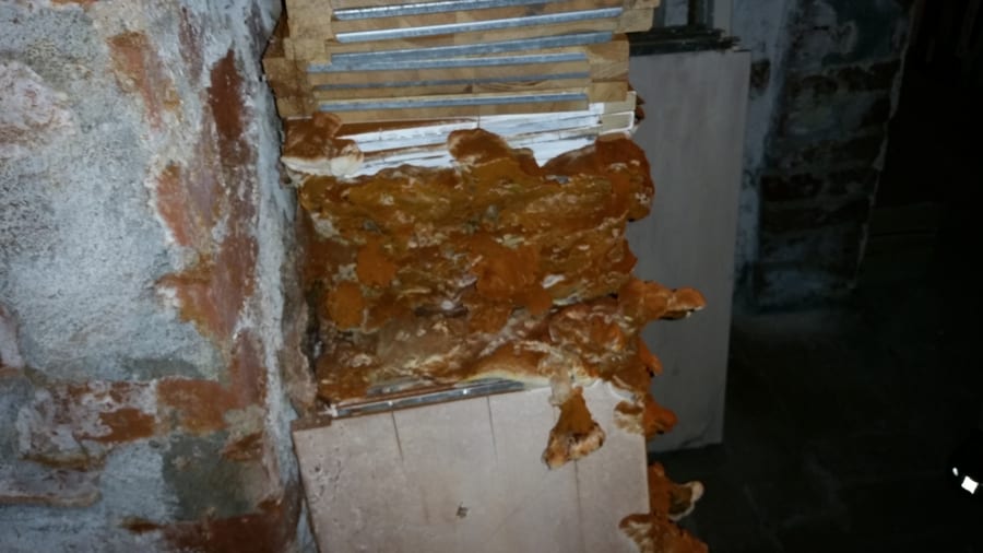 Ausgedehnter, ockerfarbener Befall durch den Echten Hausschwamm, der sich in einem Keller in Fürth über gestapeltes Holz und das Mauerwerk ausbreitet
