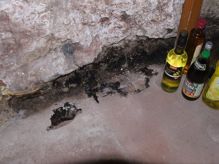 Nahaufnahme des Echten Hausschwamms an verbautem Holz in Fulda