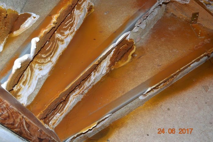 Nahaufnahme des Echten Hausschwamms am Holz