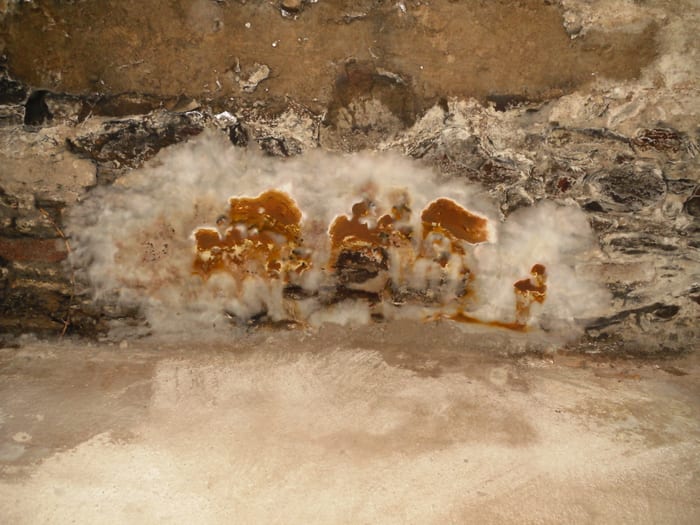 Nahaufnahme des Echten Hausschwamms an verbautem Holz in Hof an der Saale