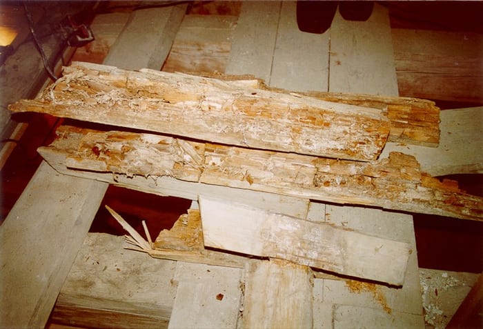 Befall des Echten Hausschwamms an einem Holzbauteil, Fruchtkörper und Myzel