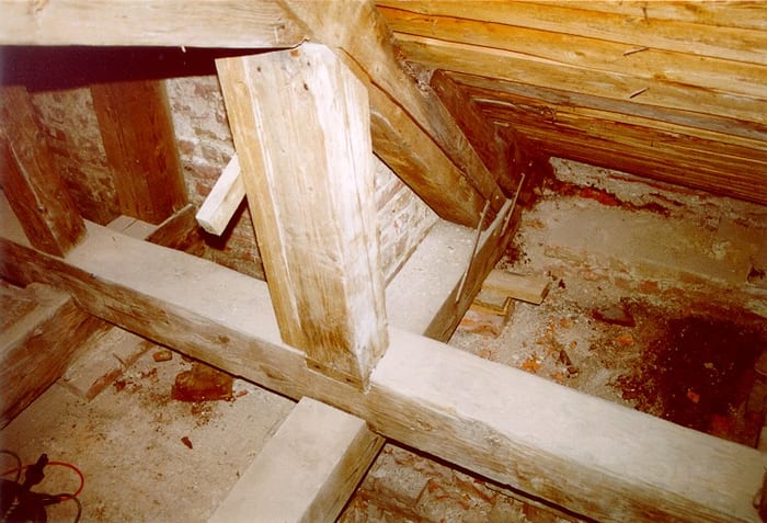 Nahaufnahme des Echten Hausschwamms am Holz