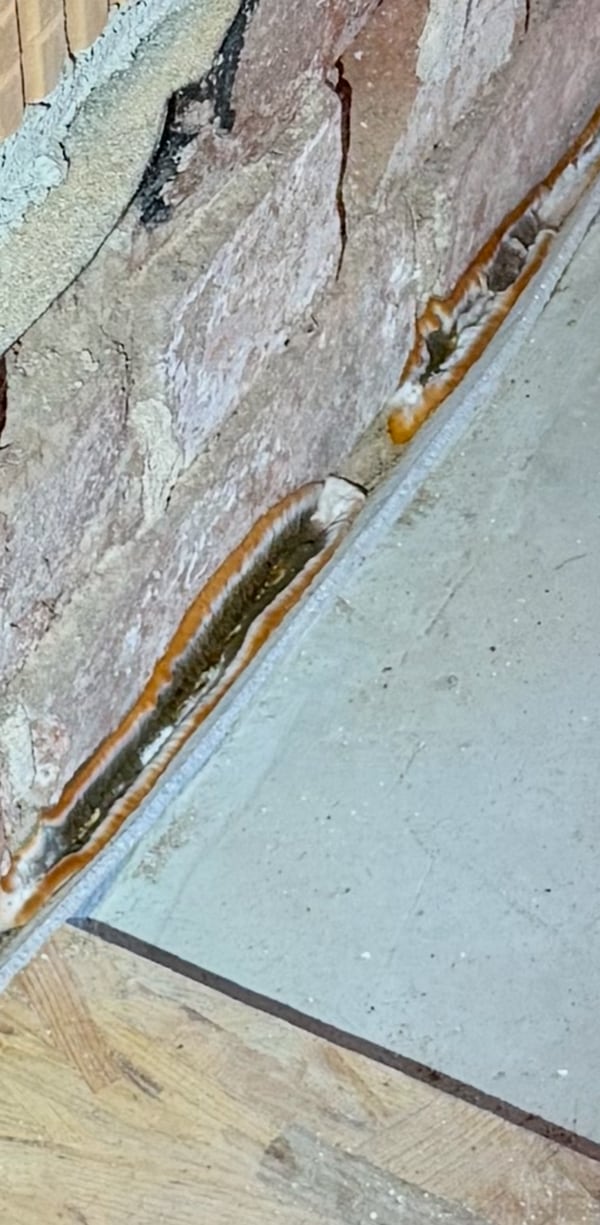 Fruchtkörper des Echten Hausschwamms in der Randfuge, Detailaufnahme