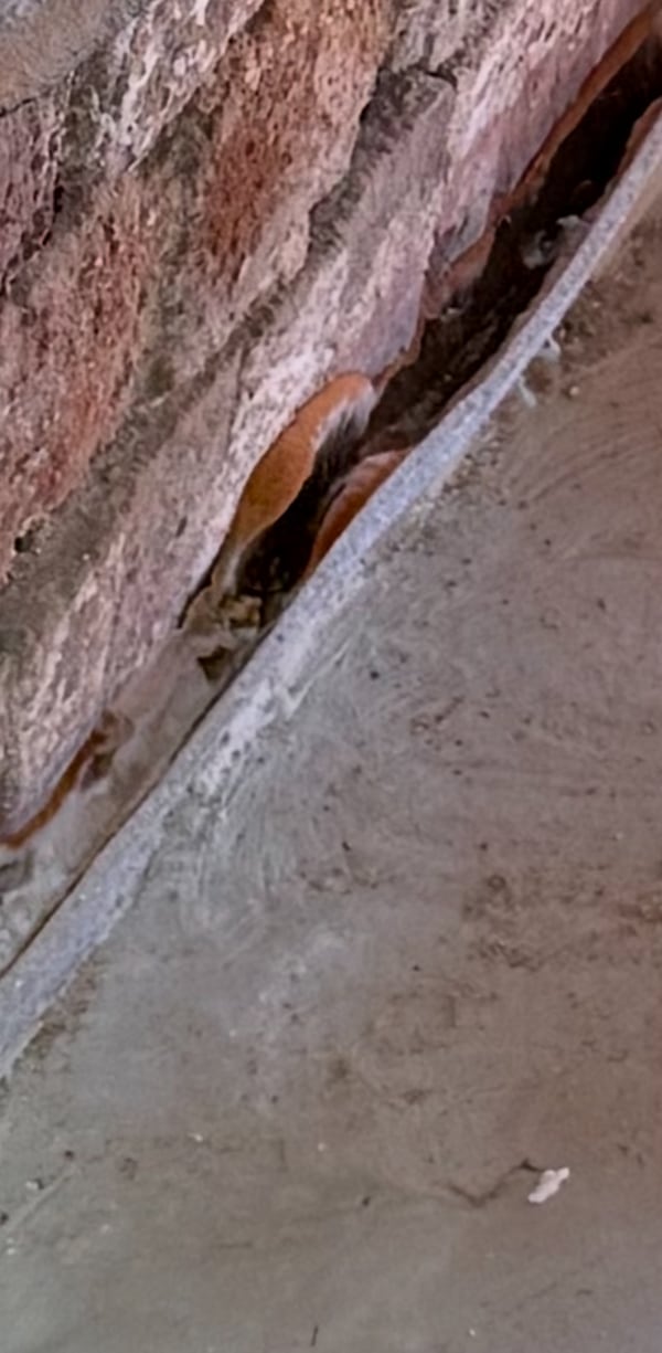Echter Hausschwamm in der Randfuge zwischen Wand und Estrich, Detailaufnahme