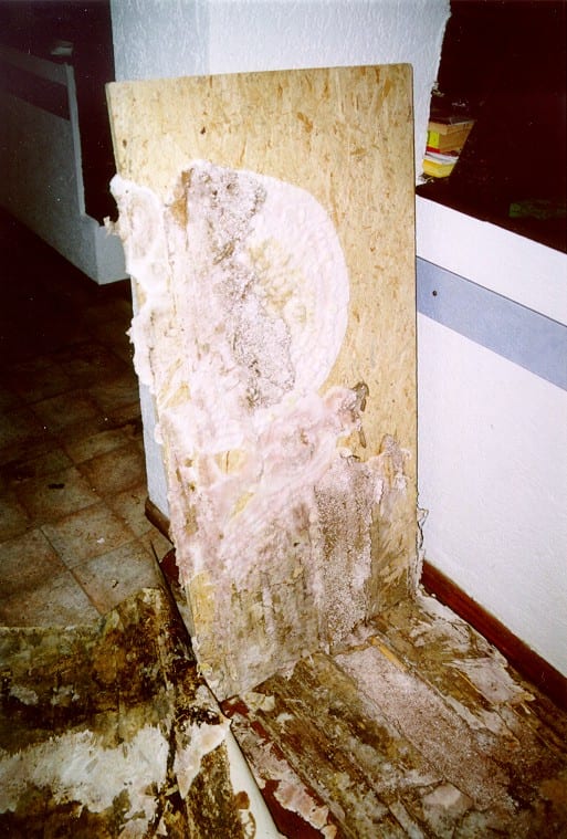 Detail des Echten Hausschwamms an einem Gebäude in Nürnberg, Strangmyzel am Holz