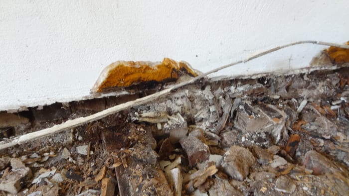 Nahaufnahme des Echten Hausschwamms am Holz