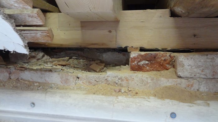 Nahaufnahme des Echten Hausschwamms an einem Holzbauteil