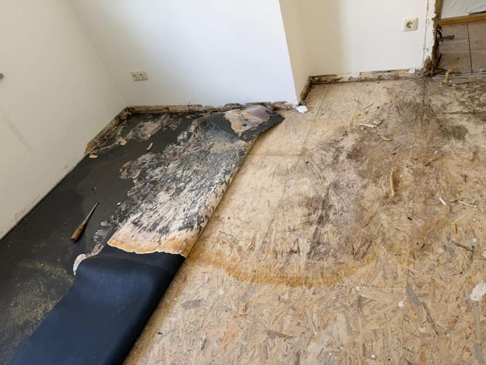 Durch den Echten Hausschwamm zerstörter Fußbodenaufbau mit weißem Myzel