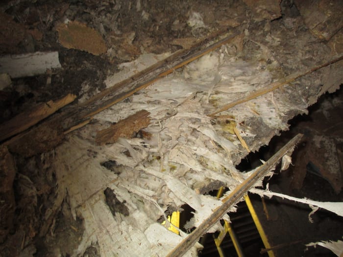 Ausgedehntes Myzel des Echten Hausschwamms unter dem Fußboden