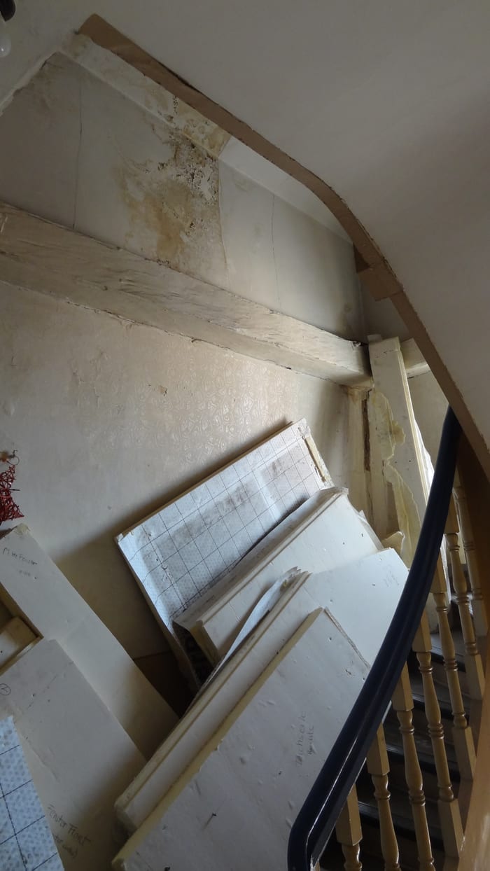 Nahaufnahme des Echten Hausschwamms am Holz