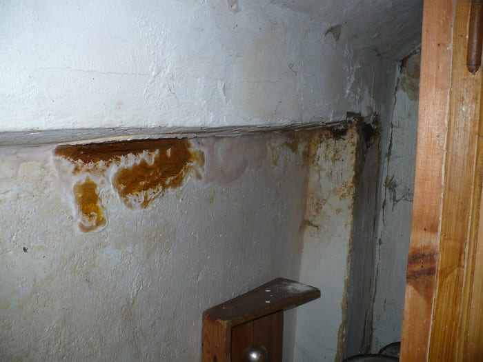 Nahaufnahme des Echten Hausschwamms mit hellem Rand