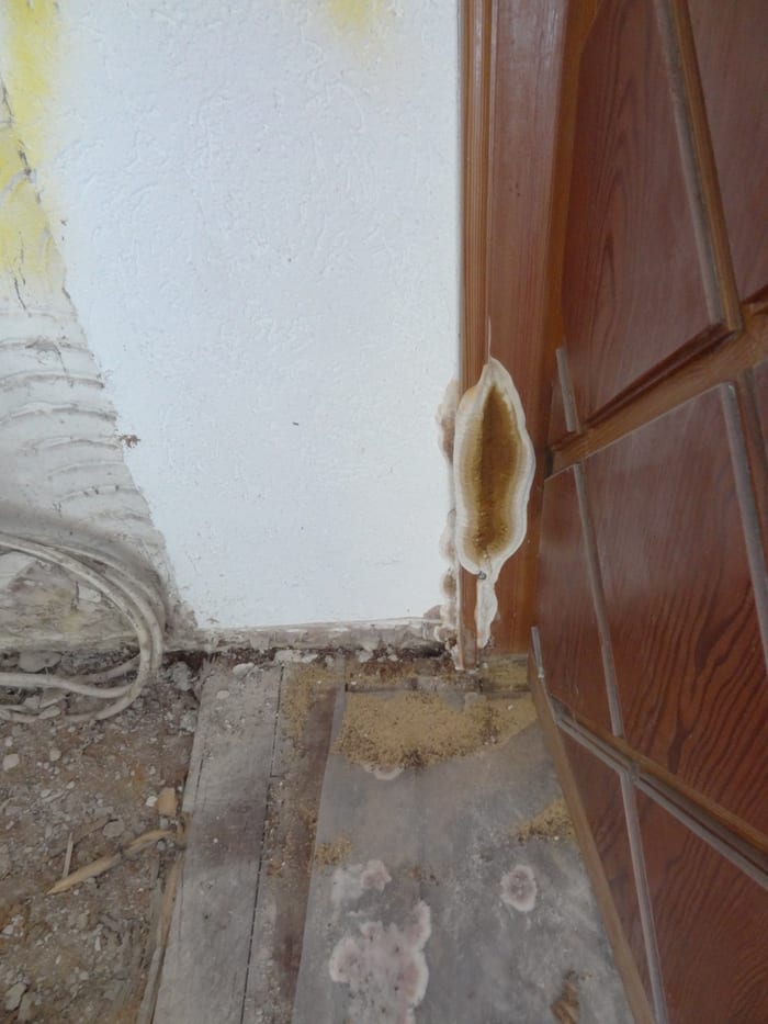 Befall des Echten Hausschwamms an verbautem Holz, Fruchtkörper und Myzel
