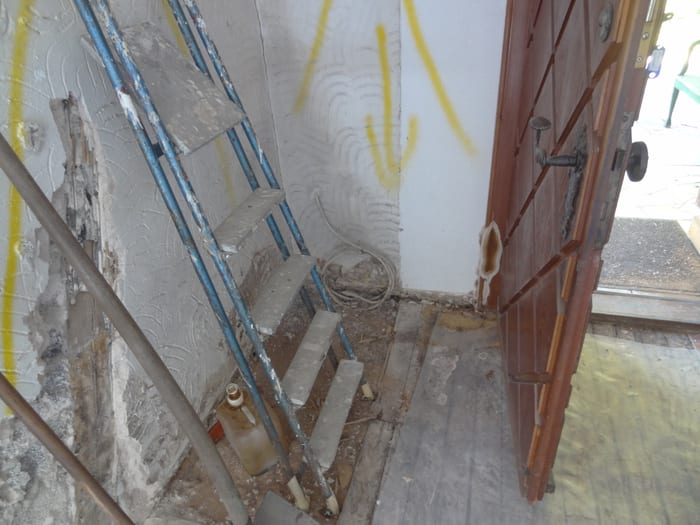 Nahaufnahme des Echten Hausschwamms mit hellem Rand