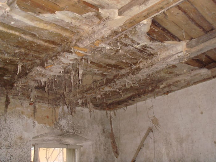 Befall des Echten Hausschwamms an verbautem Holz, ausgeprägtes Myzel