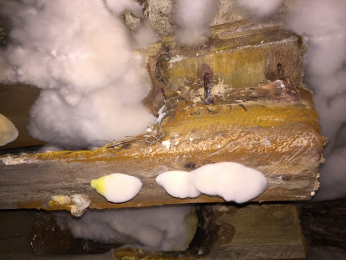 Nahaufnahme des Echten Hausschwamms an verbautem Holz in Weiden