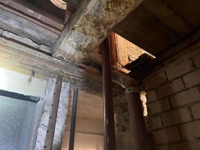 Nahaufnahme des Echten Hausschwamms mit hellem Rand