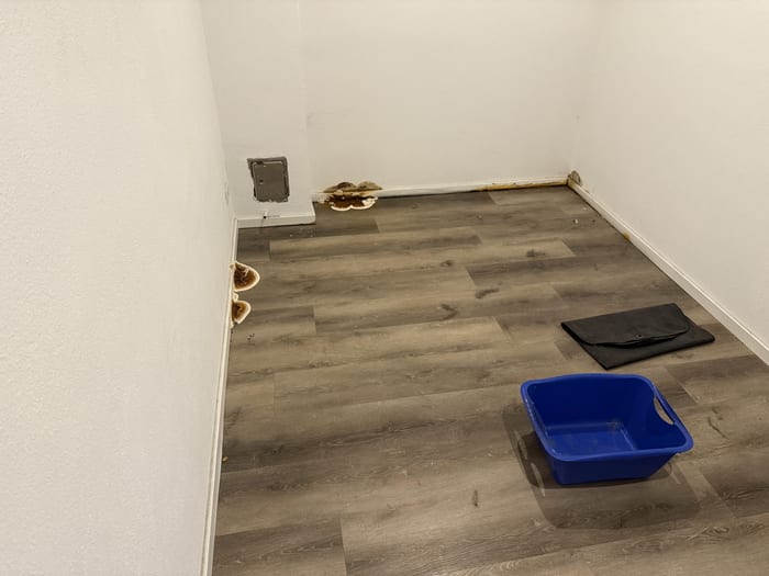 Detail des durch den Echten Hausschwamm zerstörten Bodenaufbaus