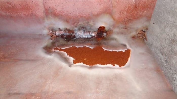 Nahaufnahme des Wilden Hausschwamms im Weinkeller, rotbrauner Fruchtkörper umgeben von weißem Myzelgeflecht an der Wand
