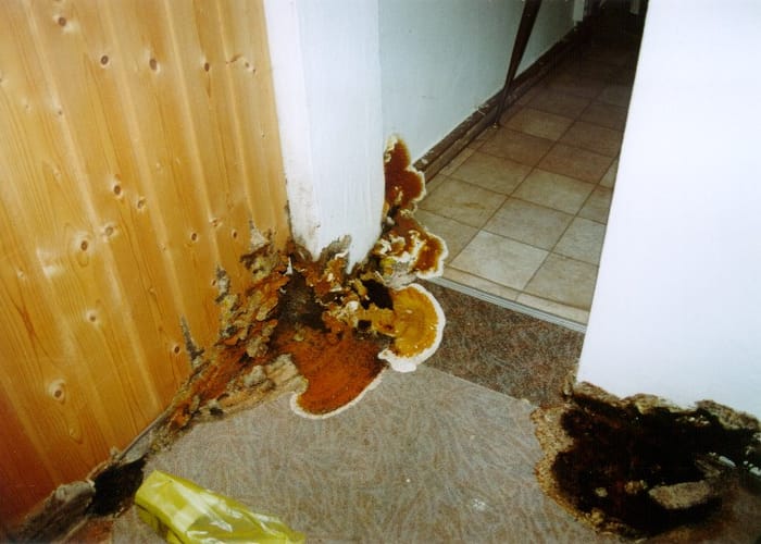 Echter Hausschwamm: Wohnhaus bei Ansbach, Der Befall war so massiv, dass nur der Abbruch blieb.