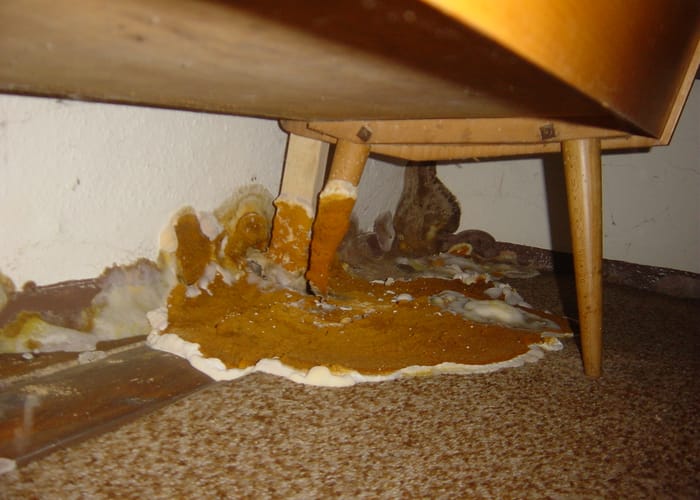 Echter Hausschwamm: Wohnhaus in Augsburg, Der Pilz zog buchstäblich ins Wohnzimmer ein.