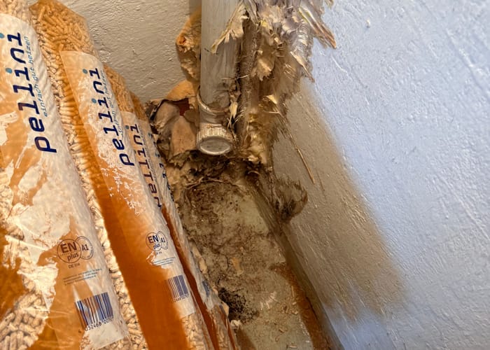 Hausschwamm-Fall: Holzpelletlager im Fichtelgebirge, Ungewöhnlicher Einsatzort: Befall in einem Holzpelletlager.