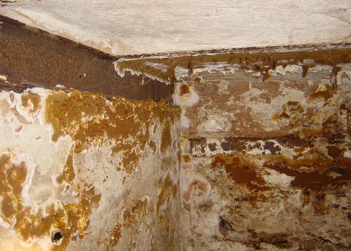 Echter Hausschwamm: Kellerdecke in Stuttgart, Befall an der Kellerdecke eines Wohnhauses.