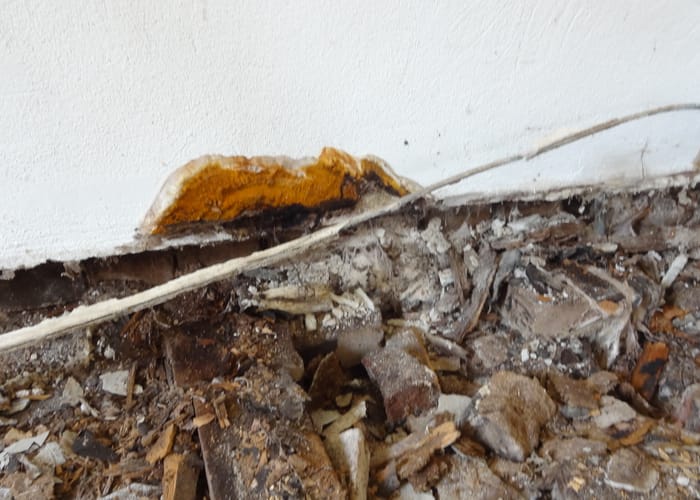 Echter Hausschwamm: Wohnhaus bei Zirndorf-Oberasbach, Wasserschaden in der Küche, bleistiftdicke Strangmyzelien.