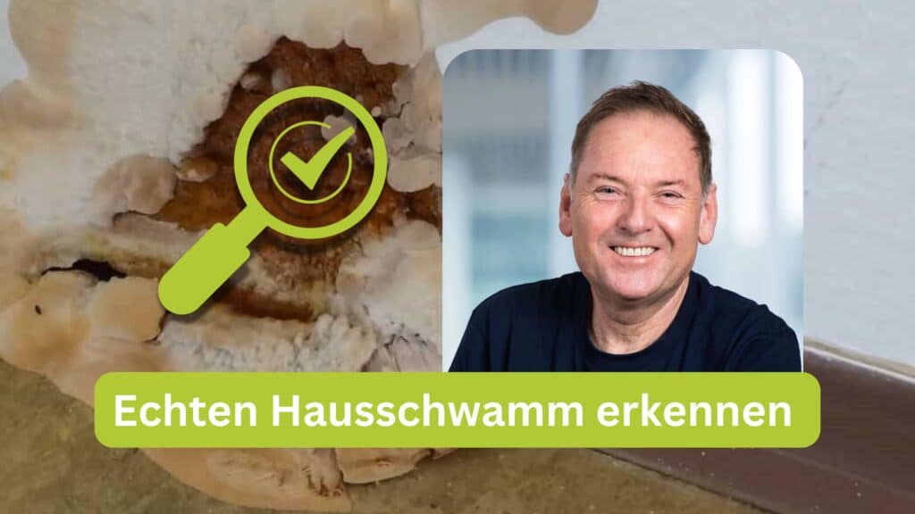 Echten Hausschwamm erkennen