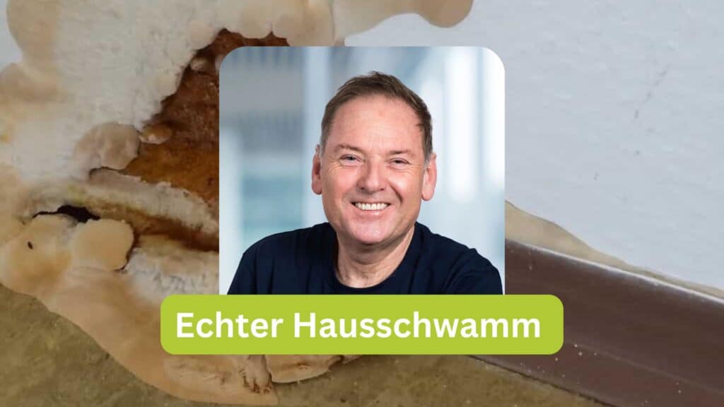 Echter Hausschwamm
